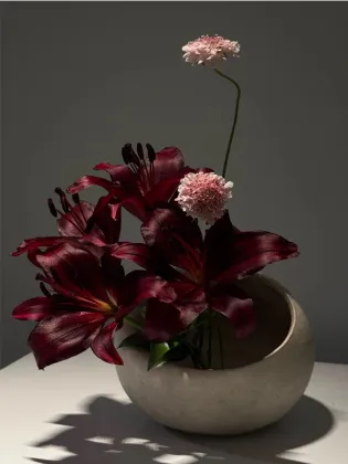 Black Knight Spray Lily