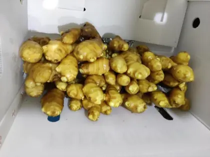 Fresh Ginger Dried Ginger