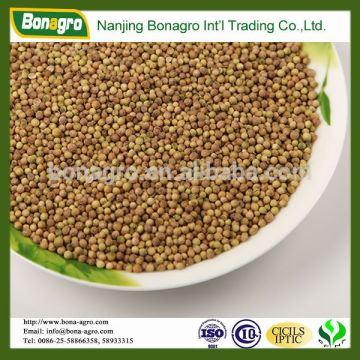 bulk sale coriander seeds