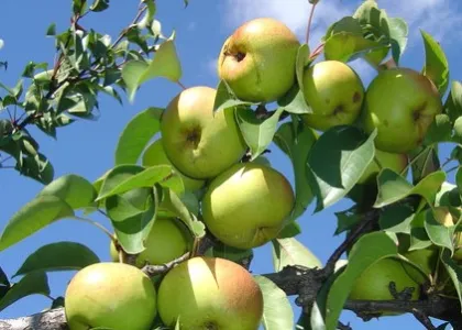 Complete unit of Apple Pear making equipment