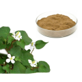 Nature Product houttuynia cordata extract