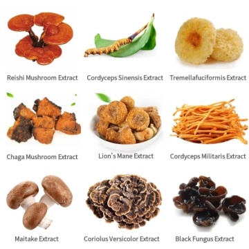 Estratto di funghi di alta qualità in polvere per ingredienti per la salute