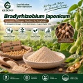 مسحوق بروبيوتيك Bradyrhizobium japonicum للأسمدة الحيوية المثبتة للنيتروجين في فول الصويا