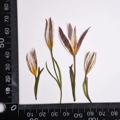 Wholesale DIY Dried Lily Pressed Flowers for Resin Crafts