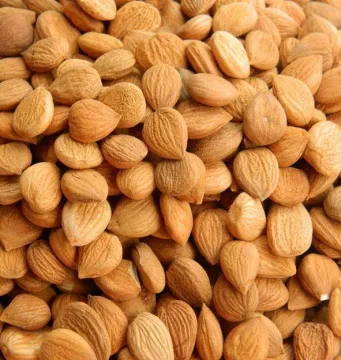 new organic bitter apricot seed