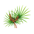 fatty acids Saw Palmetto Extract