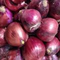 Top Quality Fresh Red Onions