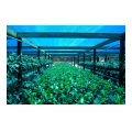 HDPE green uv resistant sun shade net