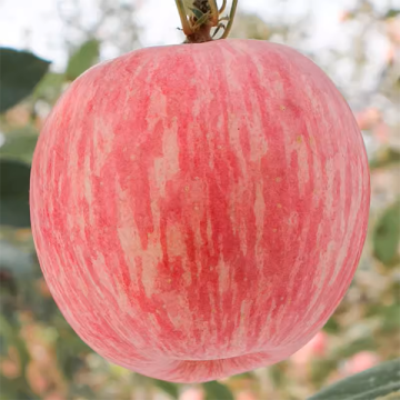 Fresh Non-Bagged FUJI Apple