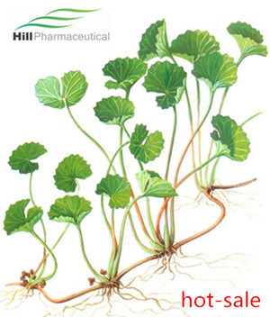 Gotu Kola Extract: Triterpenes 80%