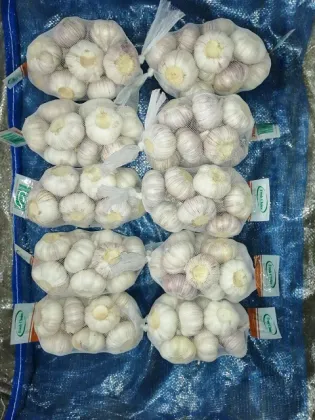 new crop fresh green garlic