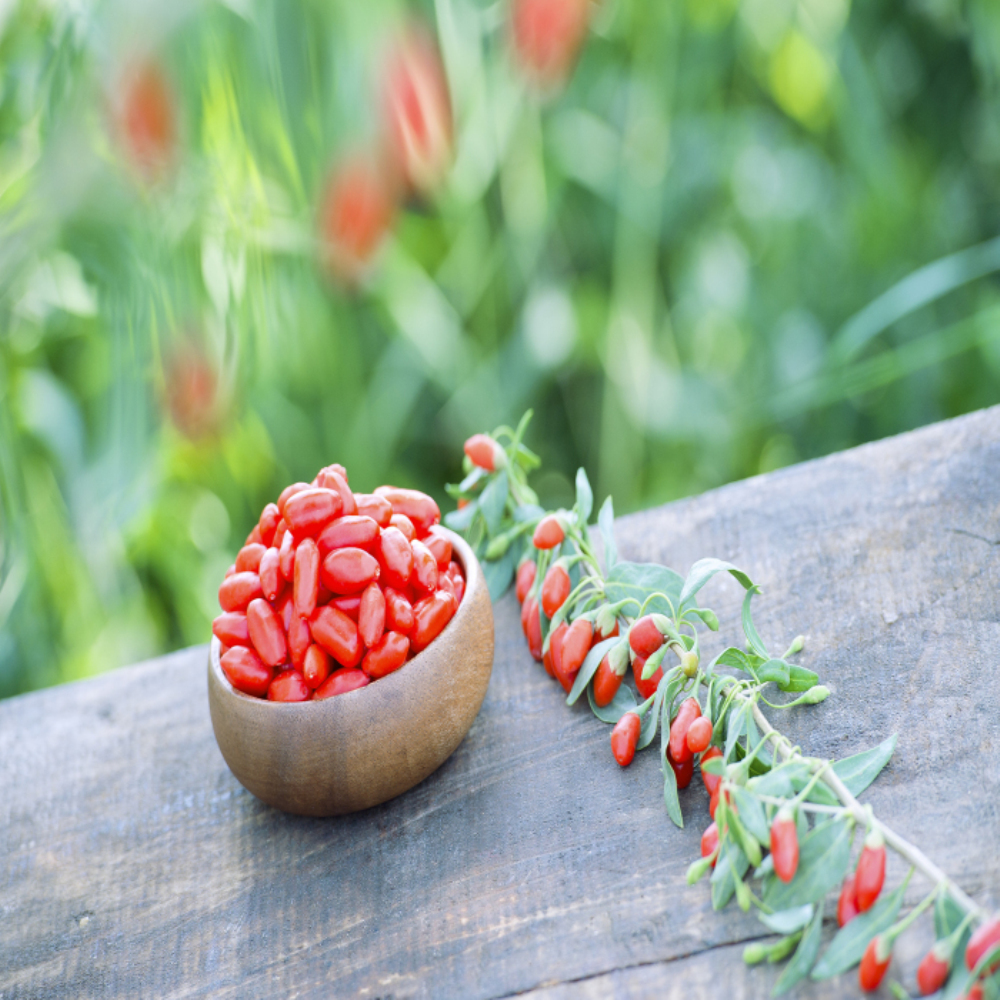 Ningxia Resíduos baixos Goji berry Wolfberry chinês