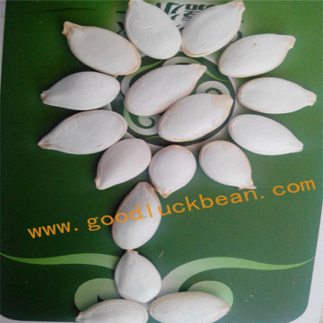 wholesale all kinds pumpkin seeds