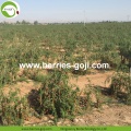 Supply Fruits Premium No Pesticide Goji Berry