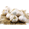 FRISCH NEU 2021 KNOBLAUCH