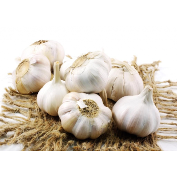 Directly Supply Best Quality New Fresh White Garlic