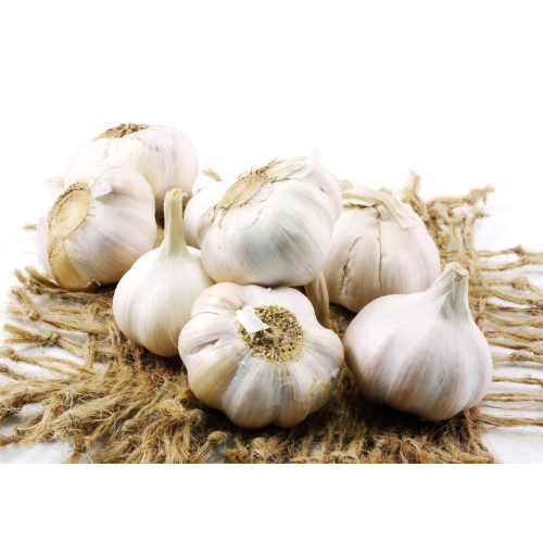 FRISCH NEU 2021 KNOBLAUCH