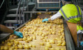 Fries Frites Productielijn wassen en peeling machine