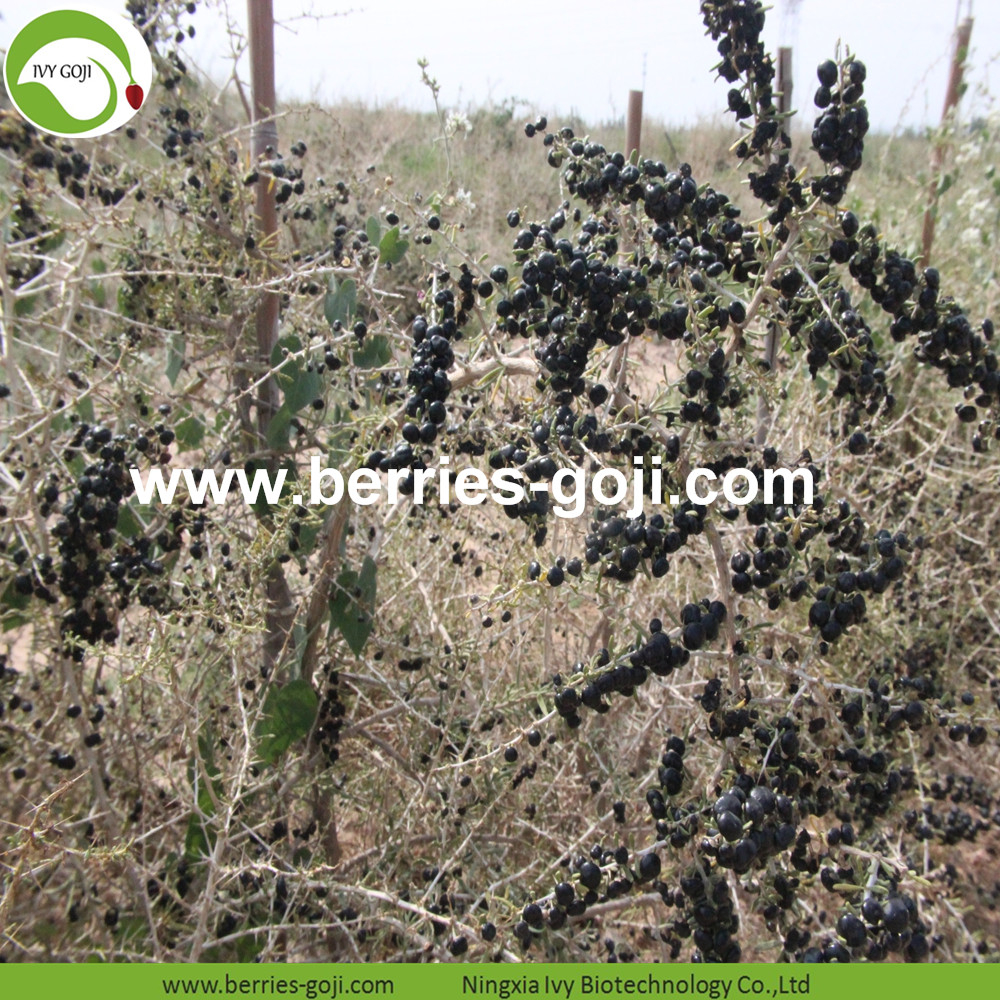 BLACK WOLFBERRY