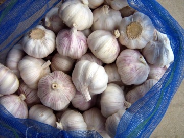 High Quality Fresh Garlic (2014)