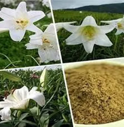 White Lily Bulb Extract Powder 10:1 White Lily