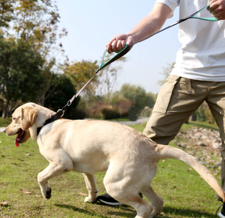 Two Handles Dog Leash