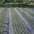 Agriculture Ground Cover Fabric Package Rolls