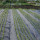 Agriculture Ground Cover Fabric Package Rolls