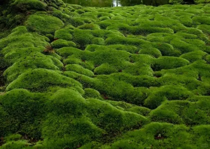 Factory Wholesale Live Moss, Preserved Immortal Moss, and Green Moss for Wall Decoration