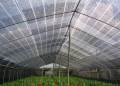 Verde di agricoltura dell'HDPE del parasole Net