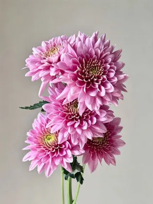 strawberry smoothie pompon Mum