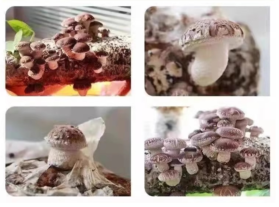 Premium Mushroom Spawn