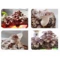 Abbraccia la delicatezza di Enoki Premium Mushroom Spawn