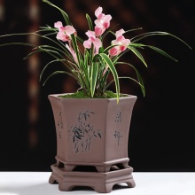 Unique Orchid Growing Pots And Saucers