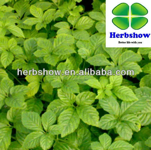 Fiveleaf Gynostemma Herb Tea