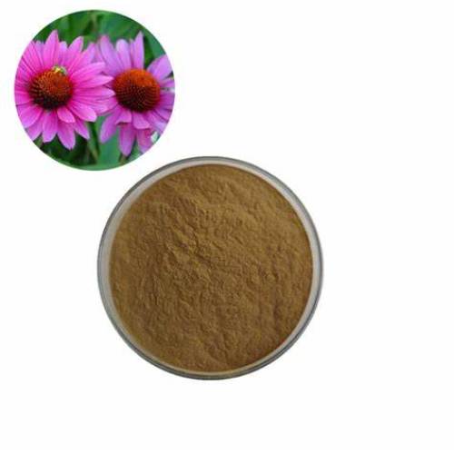 Wholesale Price Echinacea Extract