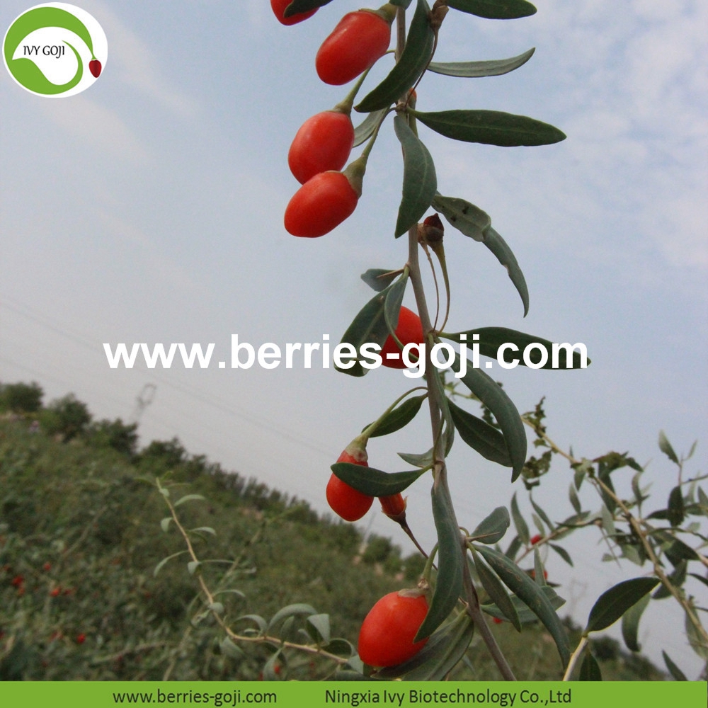 organic goji berry