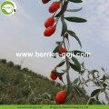 Superfood gedroogd Las Bayas De Goji