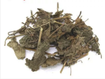 High Quality Perilla leaf