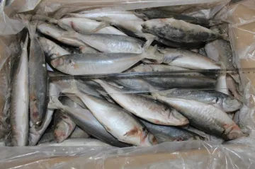 High Quality Frozen Horse Mackerel Whole Round Fish