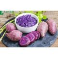 high quality dried potato powder