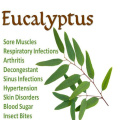 Daraja la juu la Eucalyptus Mafuta muhimu