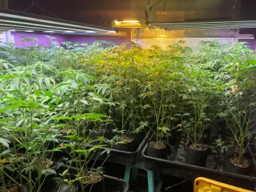 Dimmable foldable strip bar spydr Led Grow Light