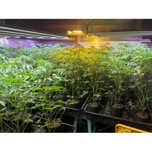 Dimmable foldable strip bar spydr Led Grow Light