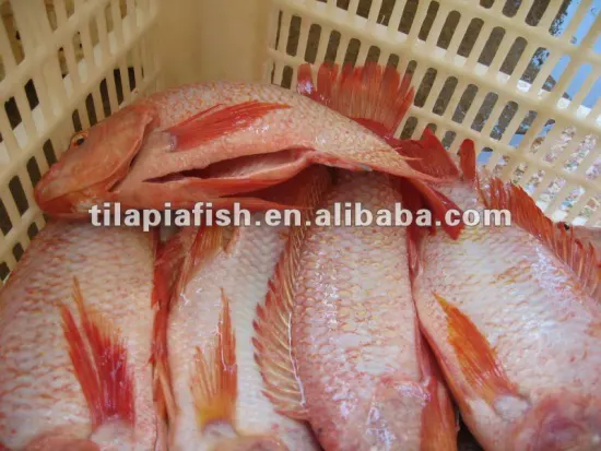 frozen red tilapia fish from China IQF