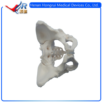 Advanced human female skeletal pelvis anatomic model