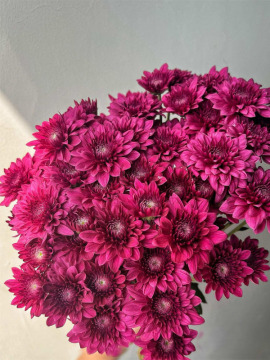 Purple dan te spray chrysanthemum