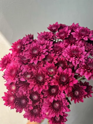 Purple dan te spray chrysanthemum
