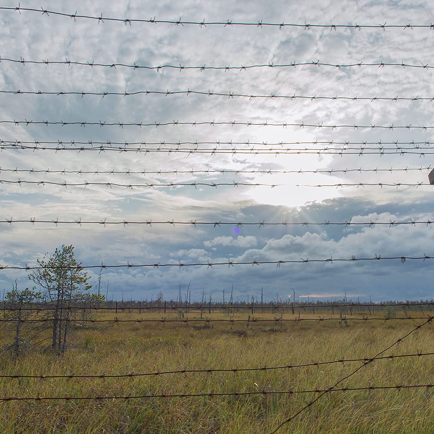 barbed wire (4)