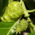 Extrato de frutas naturais solúveis em água com polissacarídeo